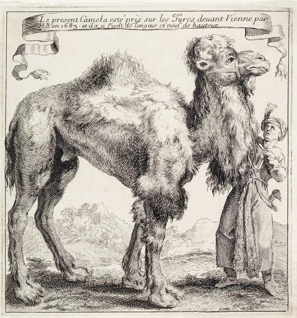 1683 Viyana Kuşatması'ndan Ele Geçirilmiş Deve: Barok Dönem Tarihi Gravür