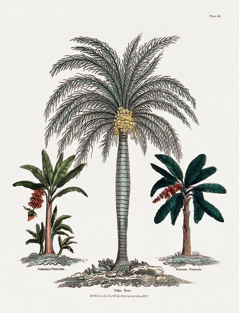 1827 Tarihli Antik Botanik İllüstrasyon: Palmiye ve Muz Ağaçları Detaylı Gravür