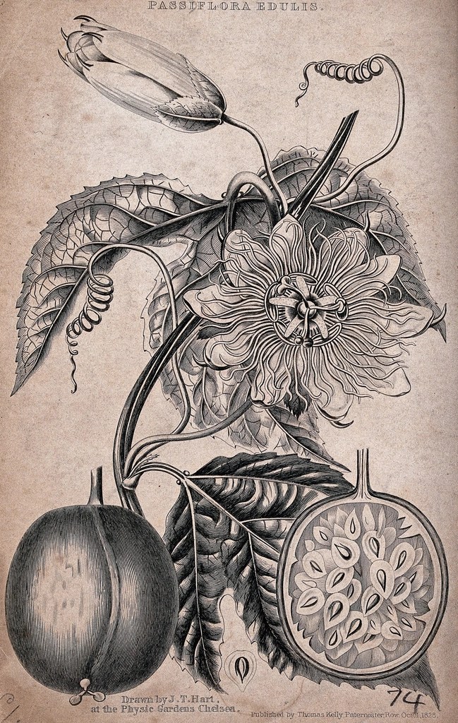 1828 Tarihli Passiflora Edulis Antika Botanik İllüstrasyon ve Anatomisi