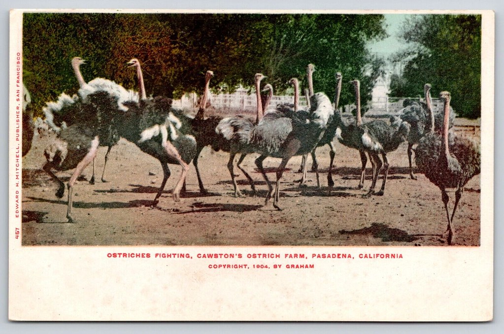 1904 Yılına Ait Cawston Devekuşu Çiftliği Antika Kartpostal Fotoğrafı
