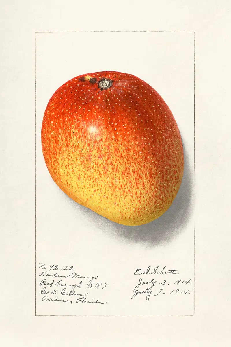 1914 Tarihli Haden Mango Türü Botanik Meyve Çizimi ve Sanatsal İllüstrasyon