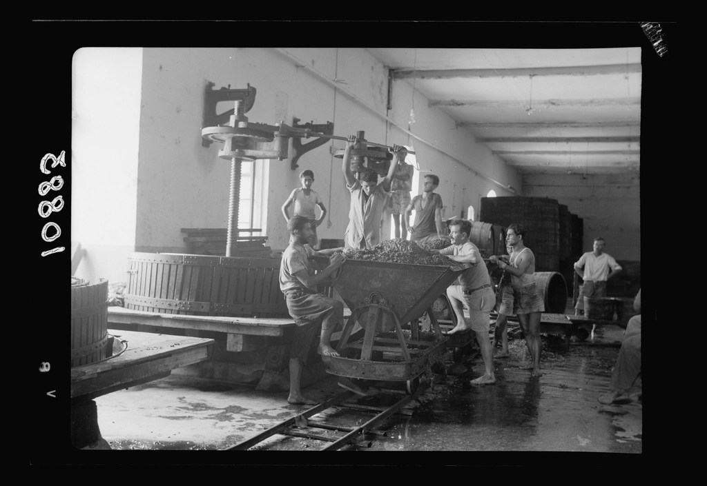 1930'ların Şarap Mahzeninde Çalışan Üzüm İşçileri: Siyah Beyaz Belgesel Fotoğraf