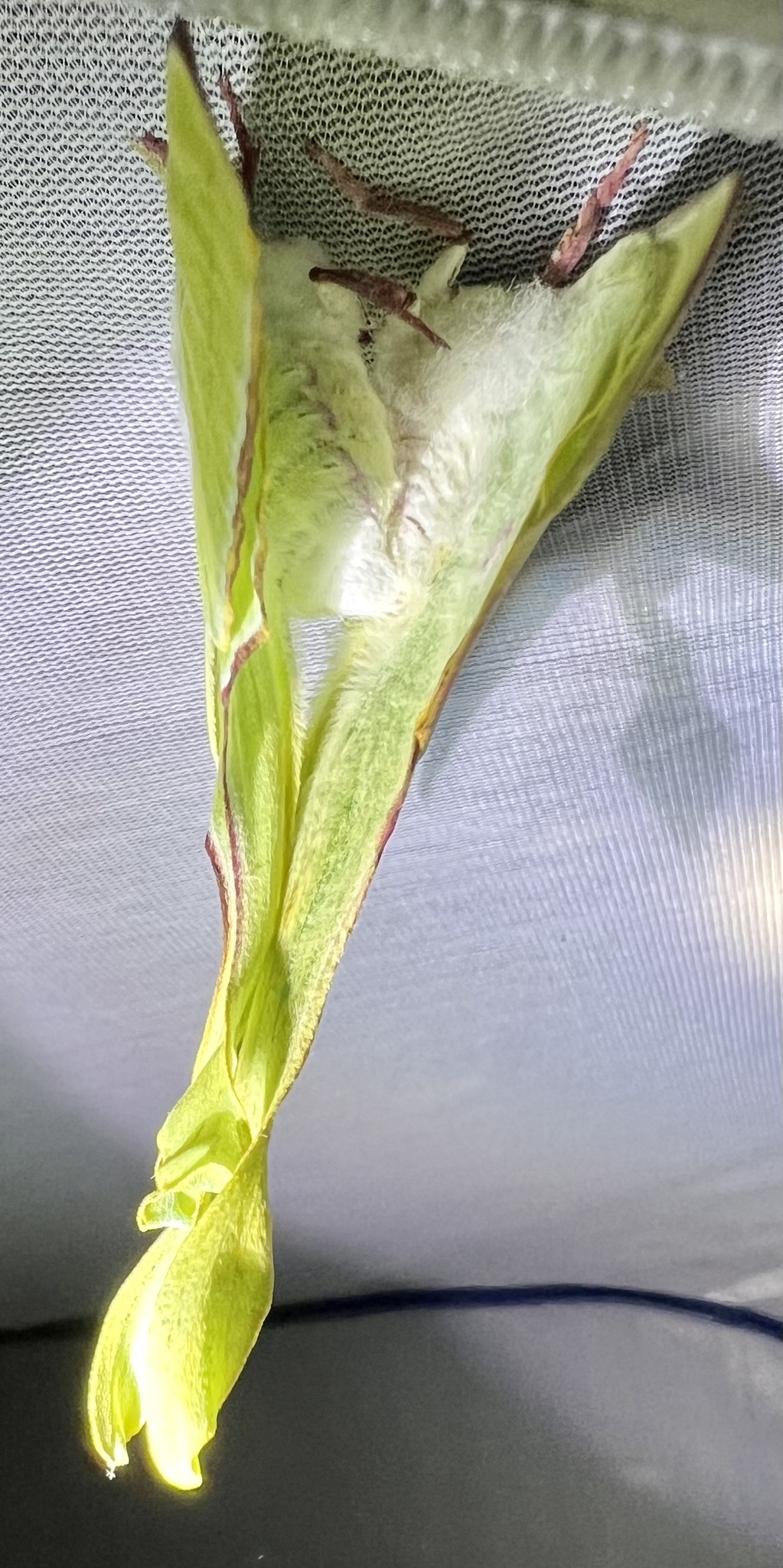 Açan yeşil bitki kozasının makro çekiminde pamuksu beyaz tohum detayı ve doğal doku