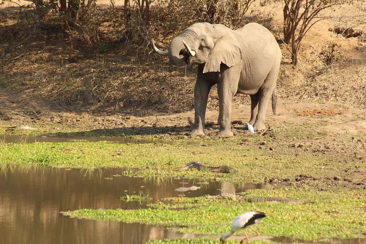 Afrika fili su içerken vahşi doğa fotoğrafı