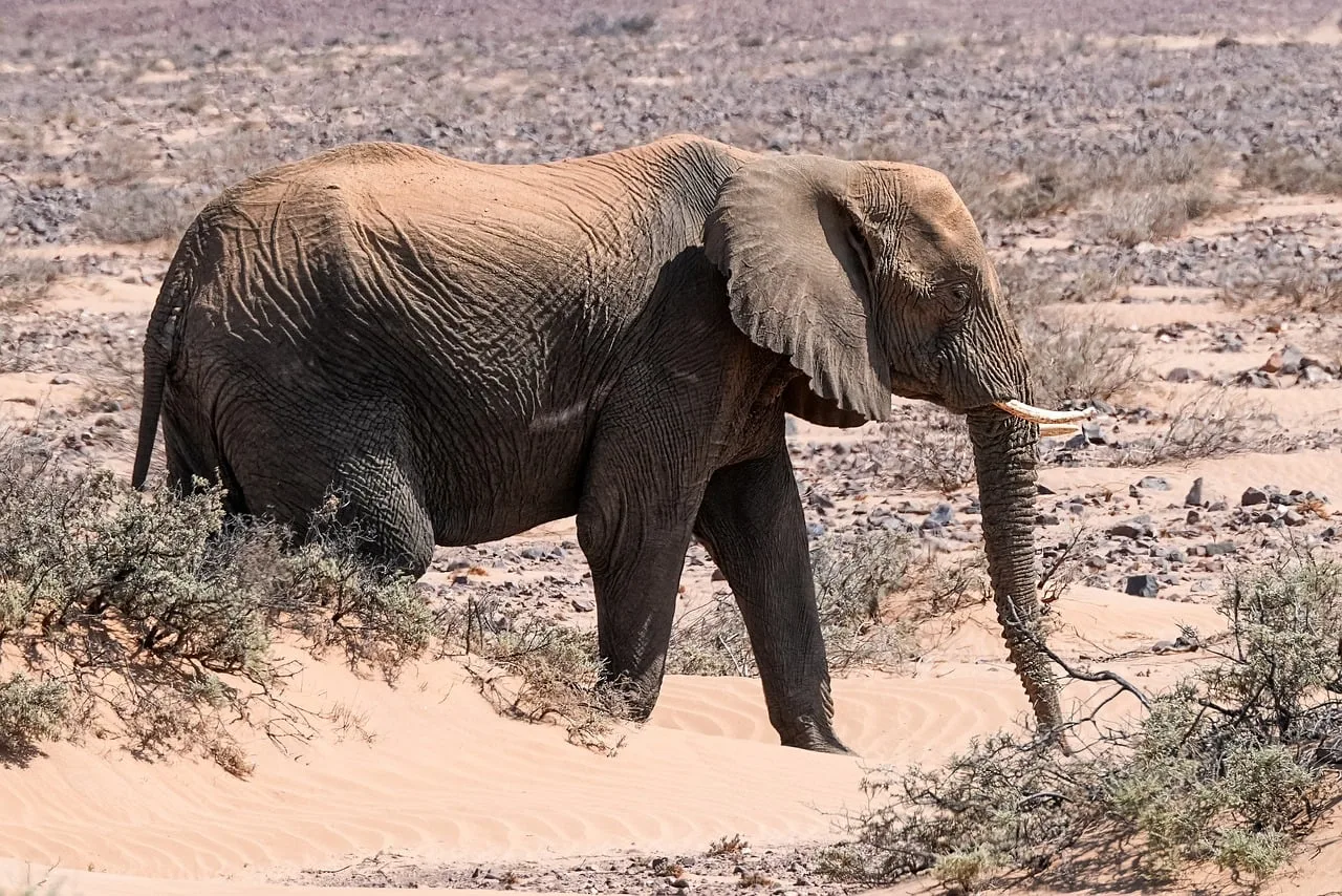 Afrika fillerinin savan fotoğrafı - vahşi doğa
