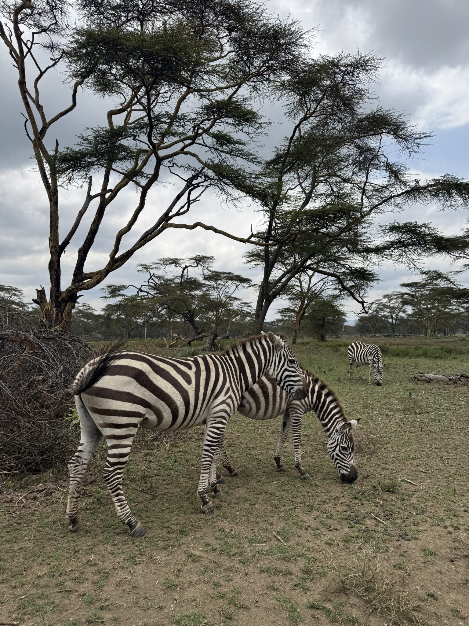 Afrika Savanasında Otlakan Zebra Sürüsü, Akasya Ağaçları ve Dramatik Gökyüzü