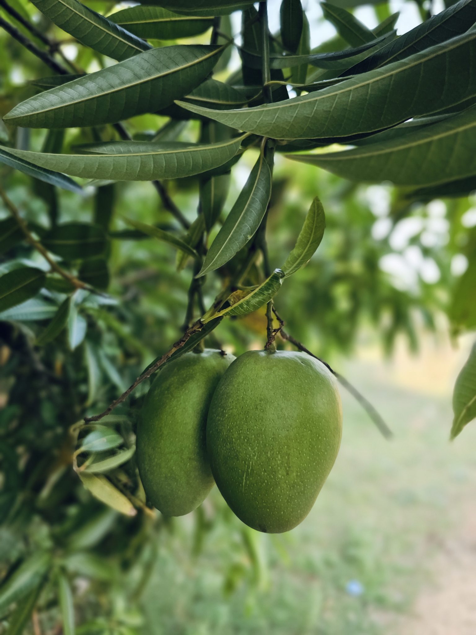 Ağaç Dalında Olgunlaşmaya Devam Eden İki Yeşil Mango Meyvesi ve Yaprakları