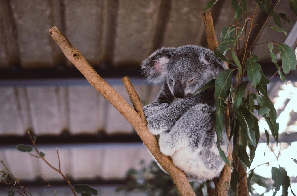 Ağaç Dalında Uykuya Dalma Anı Yakalayan Sevimli Gri Koala Fotoğrafı