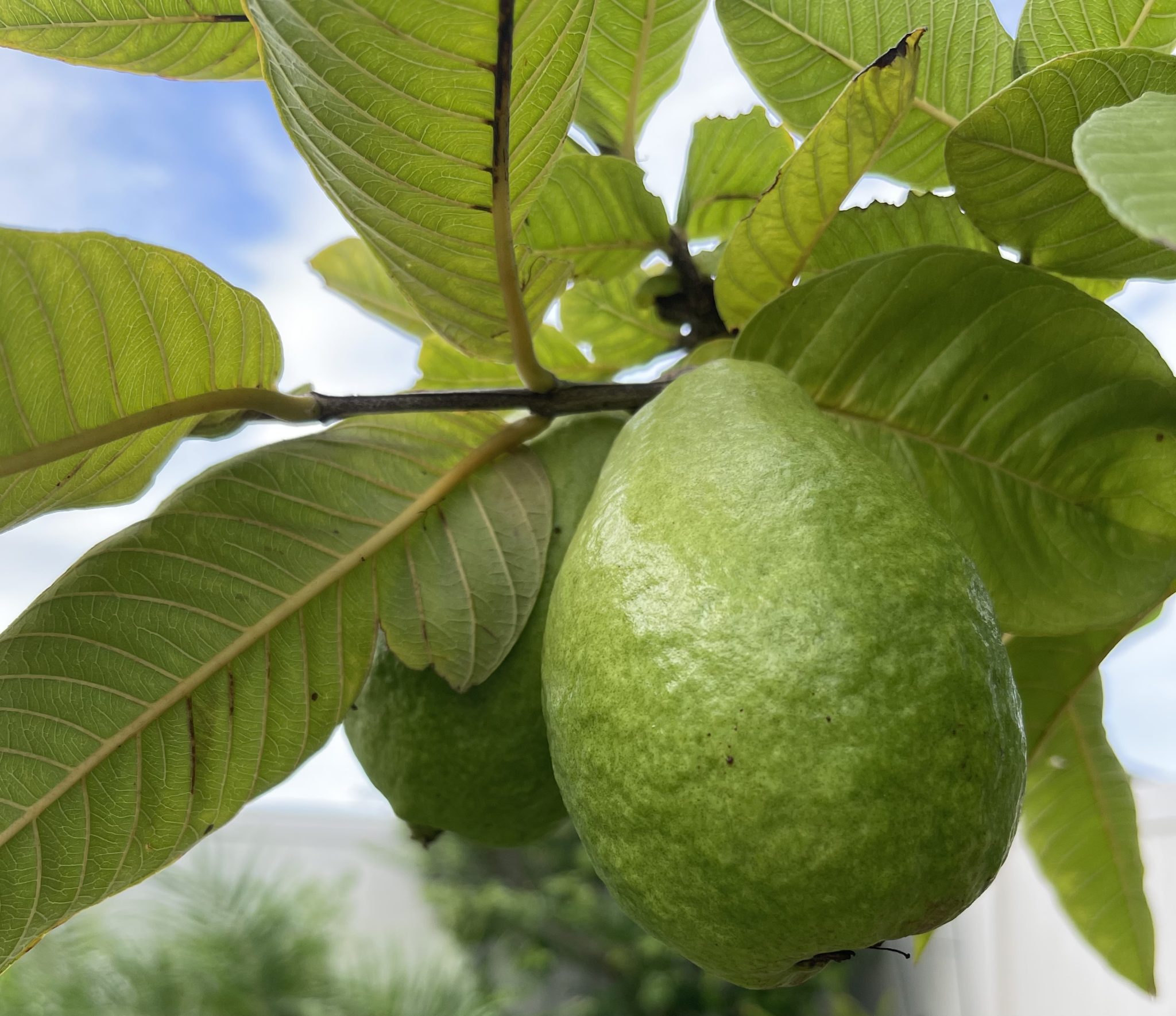 Ağaçta Olgunlaşan Yeşil Guava Meyvesi ve Yapraklarıyla Doğal Bahçe Manzarası