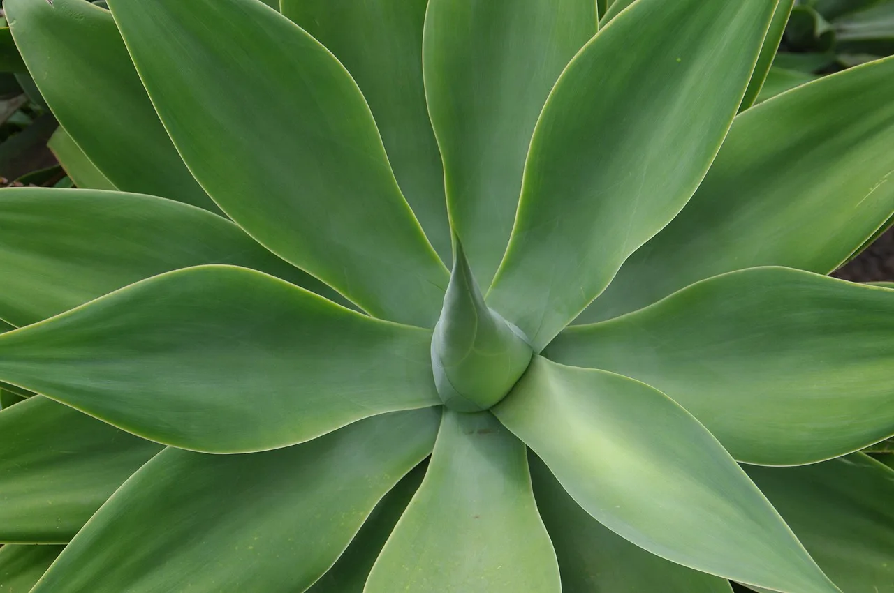 Agave su sukulent bitkisi yakın plan fotoğrafı