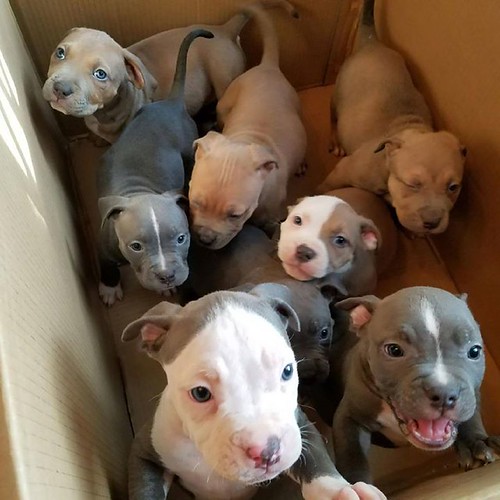 Ahşap Kutuda Bir Arada Duran Sevimli Pitbull Yavru Köpekler ve Masum Patiler