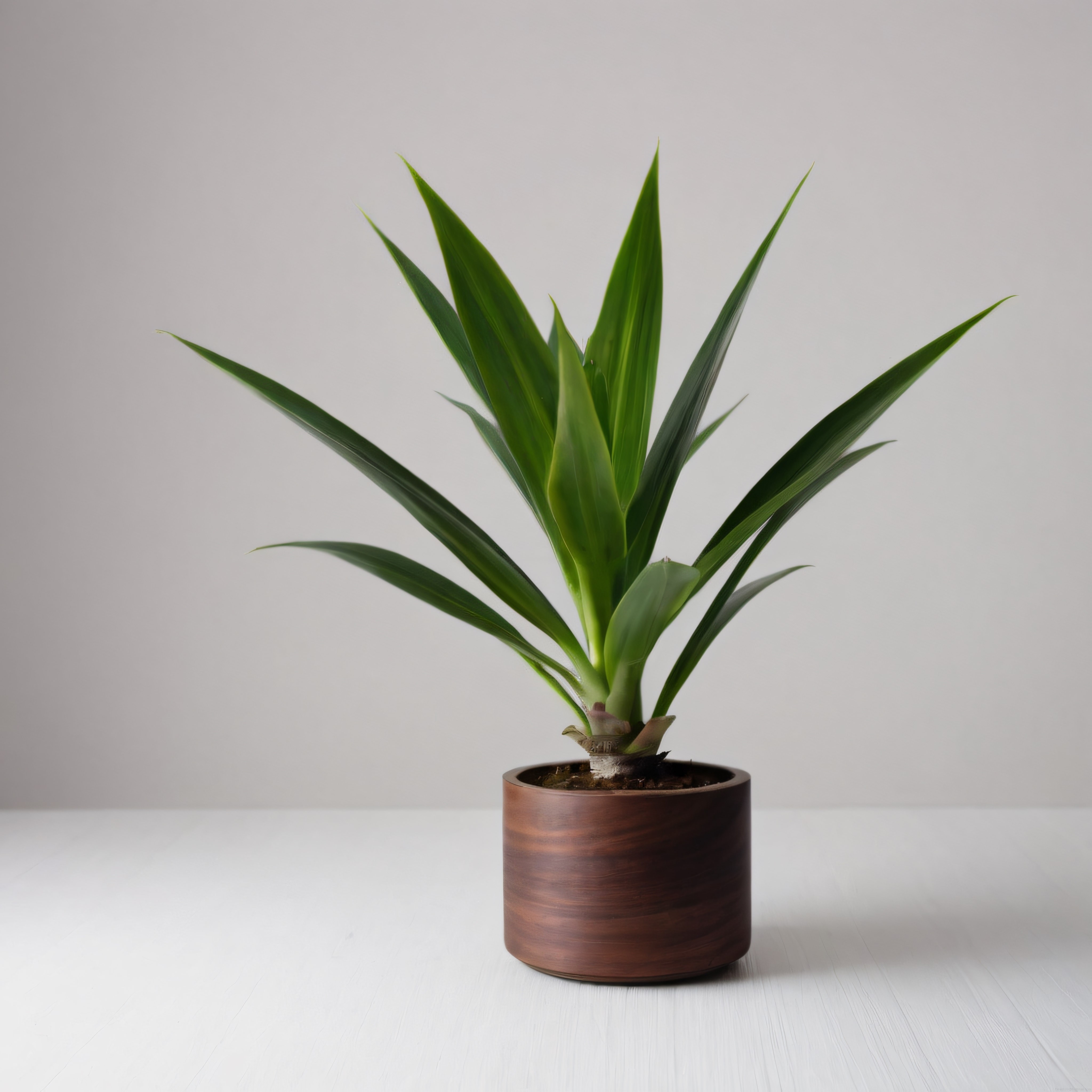 Ahşap saksıda yucca bitkisi ile sade ve modern oda dekorasyonu
