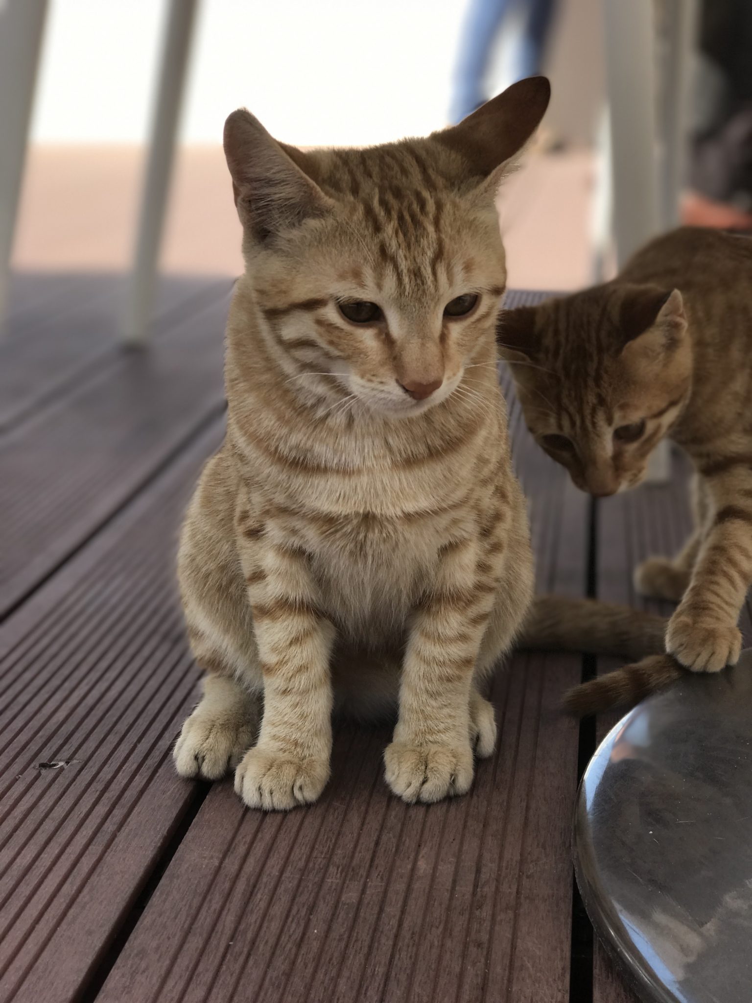 Ahşap Verandada Birlikte Oturan Sevimli Tekir Kedilerin Doğal Görüntüsü