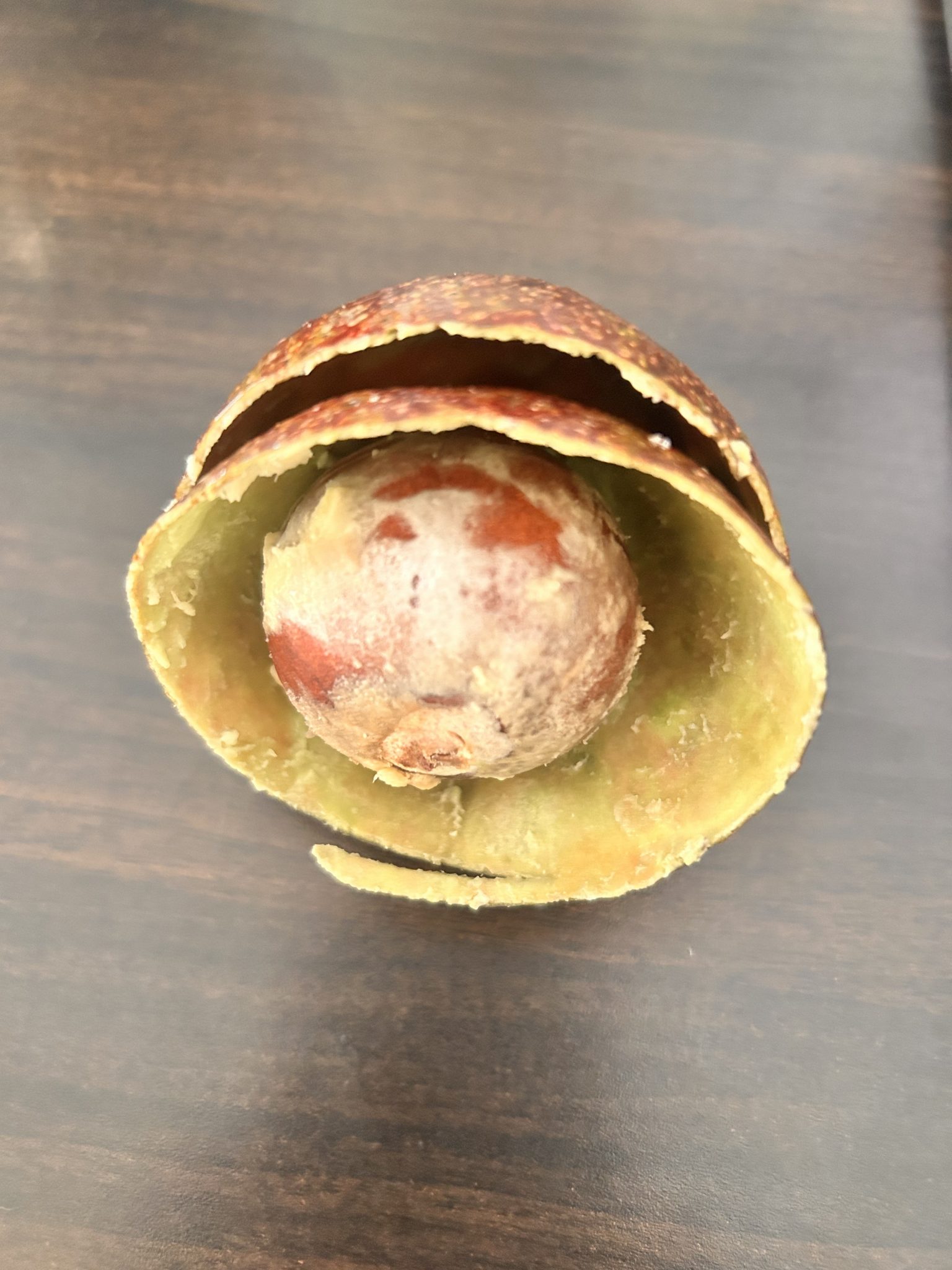 Ahşap Zeminde Kabuğu Soyulmuş Avokado Çekirdeği Makro Görünümü