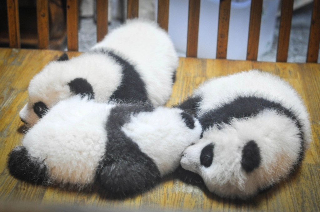 Ahşap Zeminde Uyuyan Üç Sevimli Panda Yavrusunun Masalsı Anları