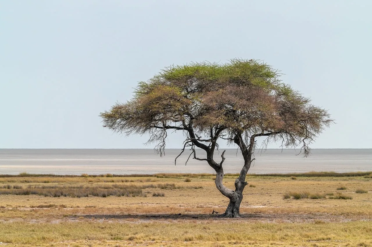 Akasya ağaçları Etosha tuzlu çöl manzarası