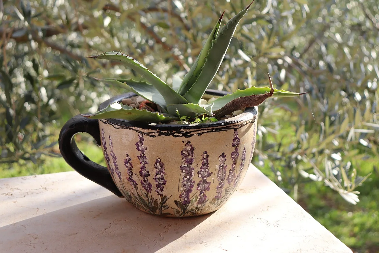 Aloe vera saksı tasarımı - rustik çiçek saksısı