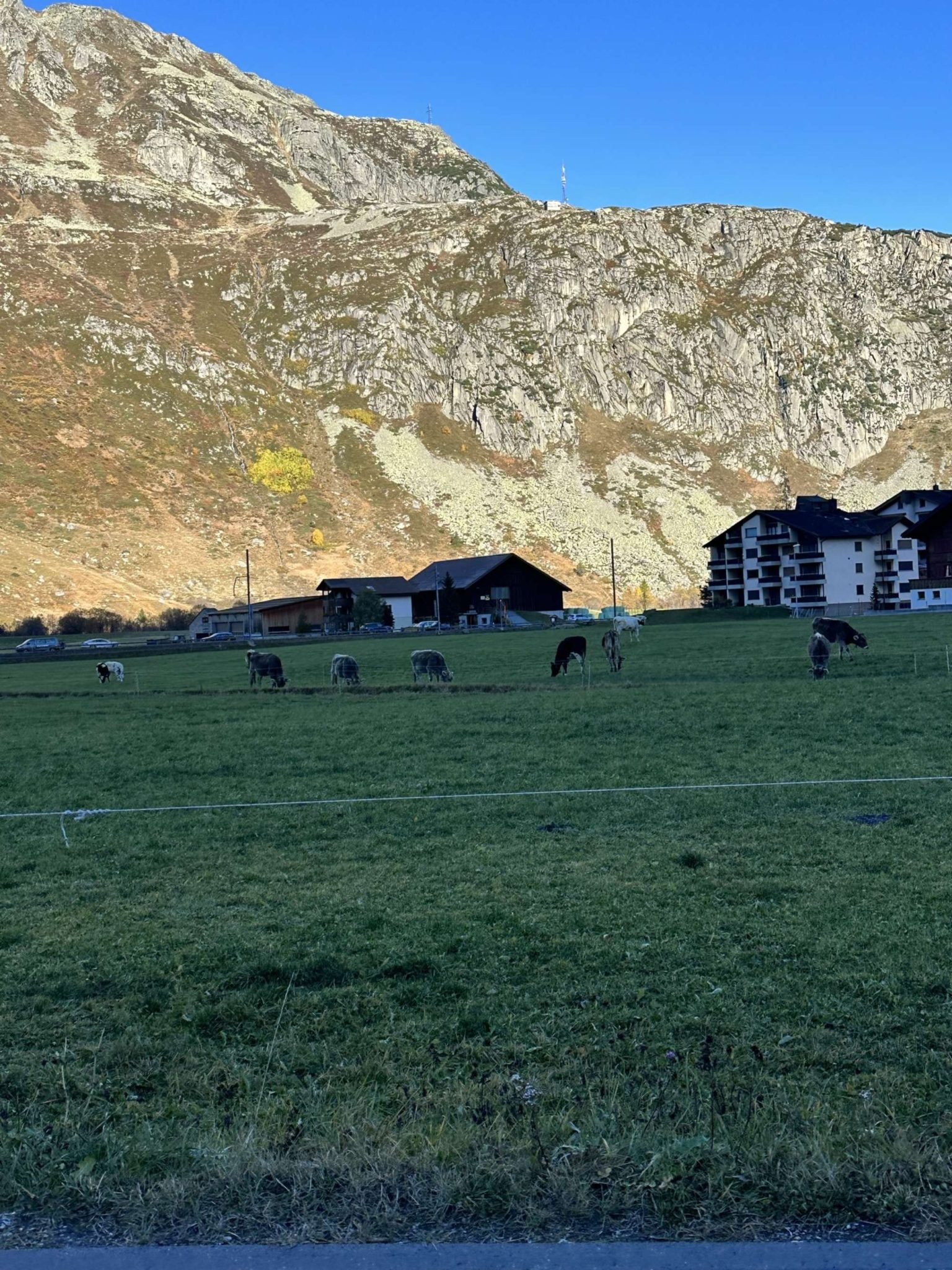 Alpler'in Eteklerinde Huzurlu Bir Manzara: Otlayan İnekler ve Taşlı Dağlar