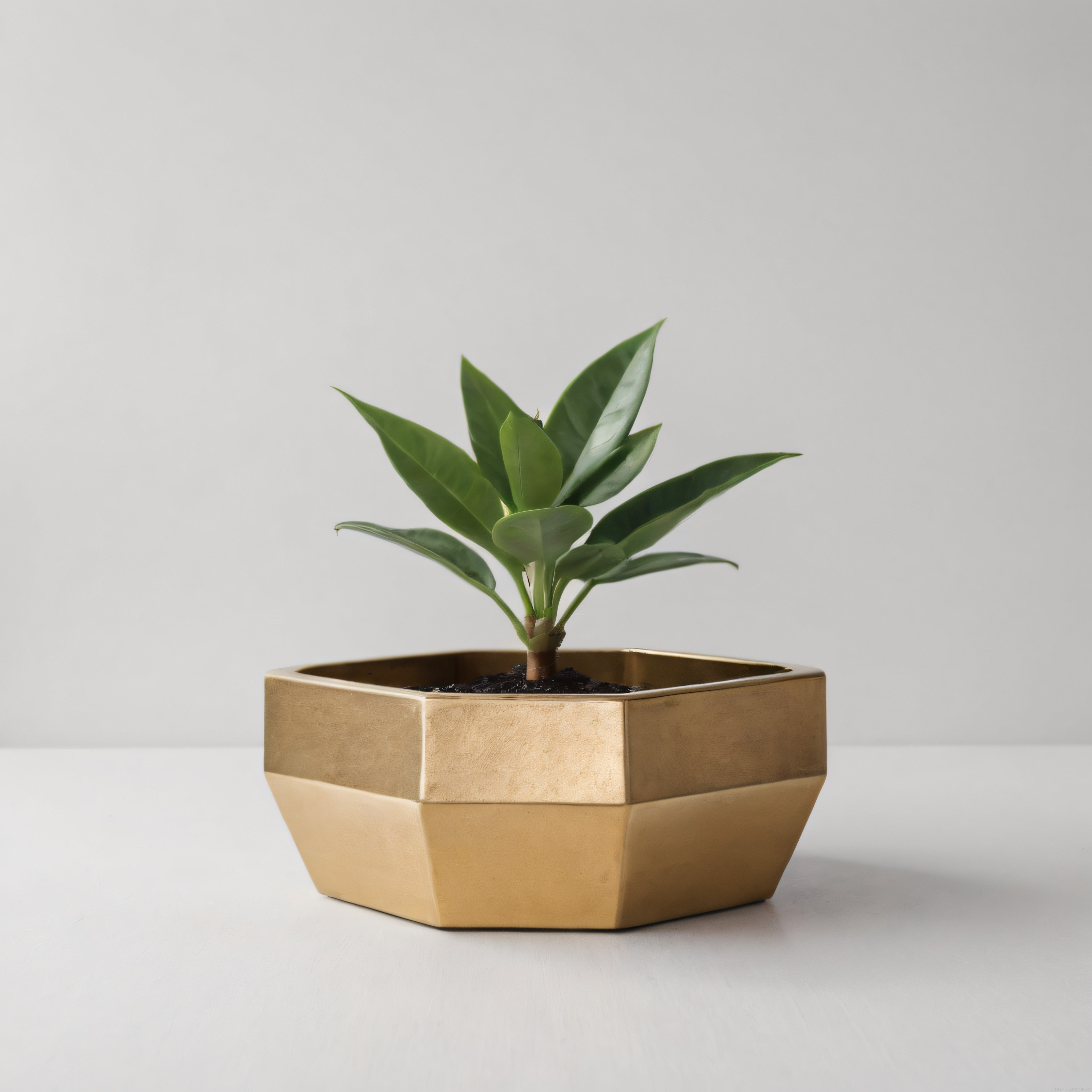 Altıgen Altın Saksıda Minimalist Yeşil Ev Bitkisi Dekorasyonu Altıgen Altın Saksıda Minimalist Yeşil Ev Bitkisi Dekorasyonu