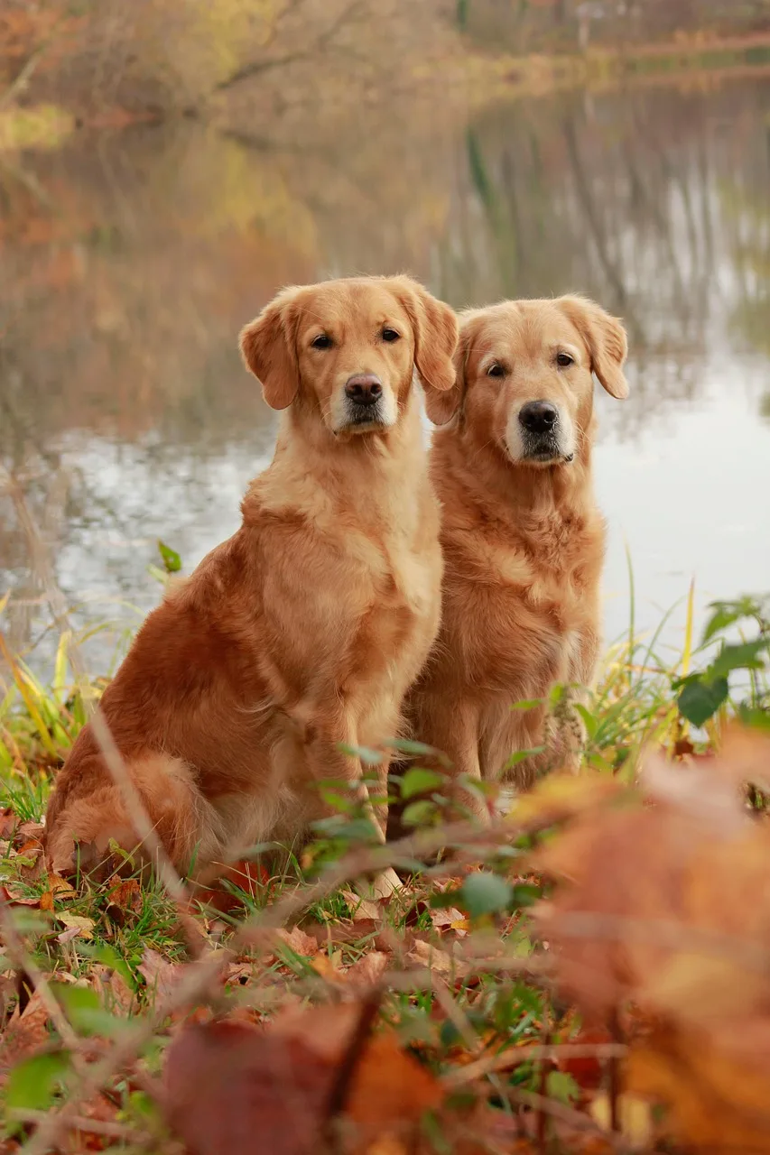 Altın rengi golden retriever sonbahar yapraklarıyla oynuyor
