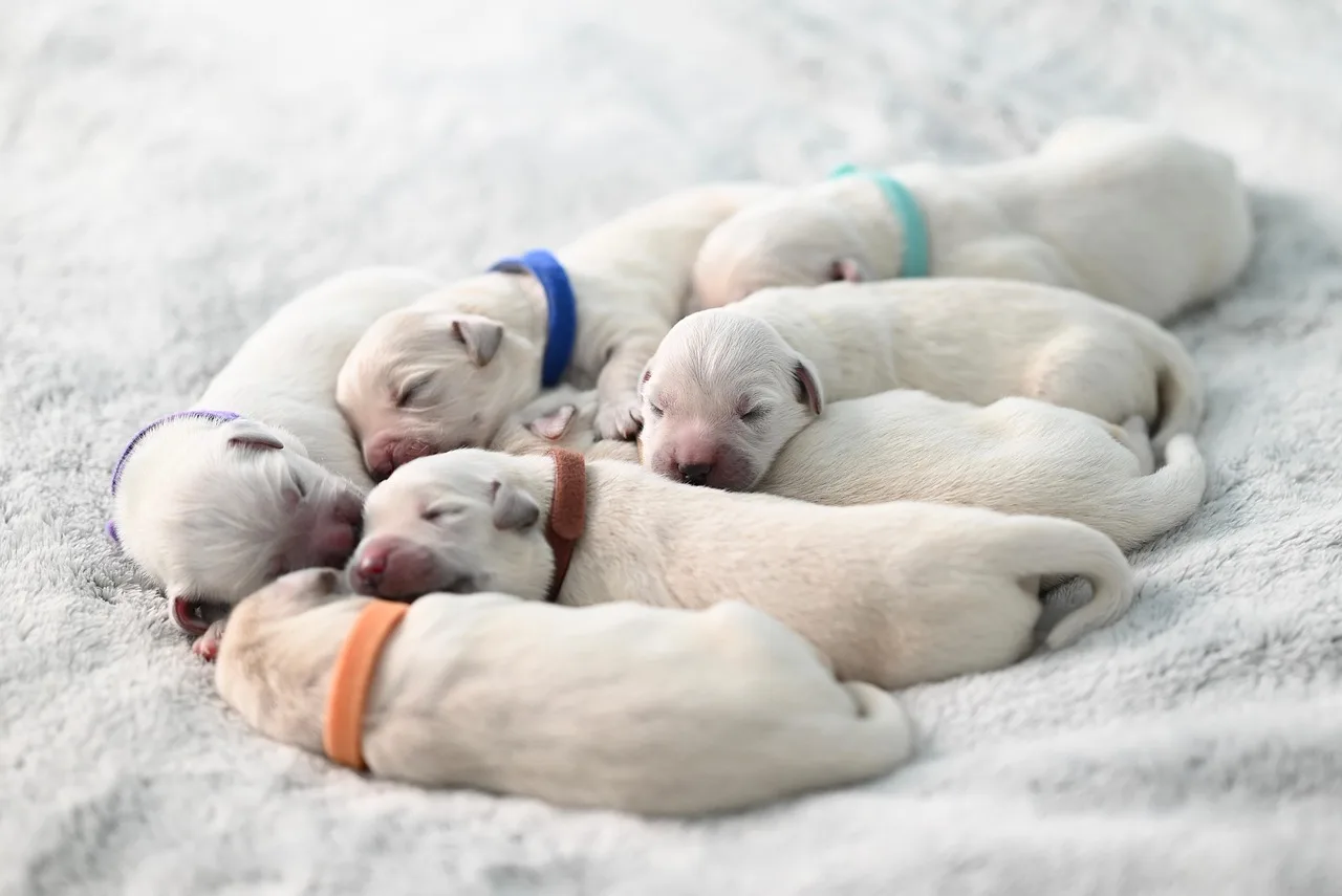 Altın retriever yavru köpek doğa fotoğrafı