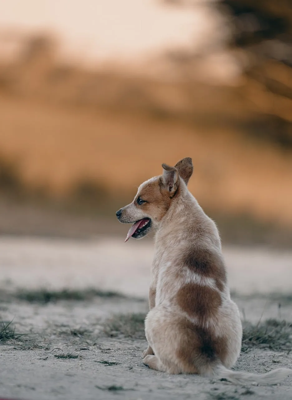 Altın saatte parkta köpek silüeti - sonbahar akşamı