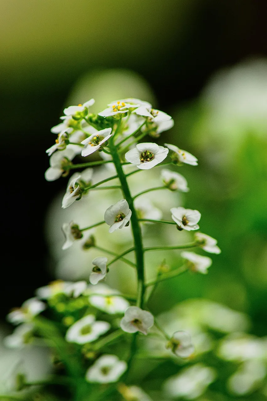 Alyssum çiçeği yakın plan fotoğrafı - renkli doğa