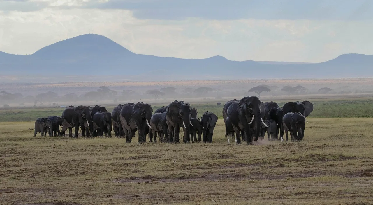 AmboSeli savanalarında fil sürüsü - vahşi doğa manzarası