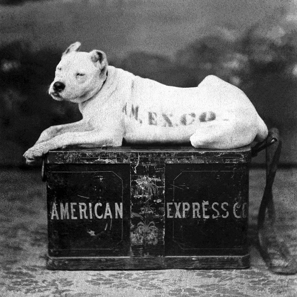 American Express Maskotu Beyaz Köpeğin Tarihi Siyah Beyaz Fotoğrafı