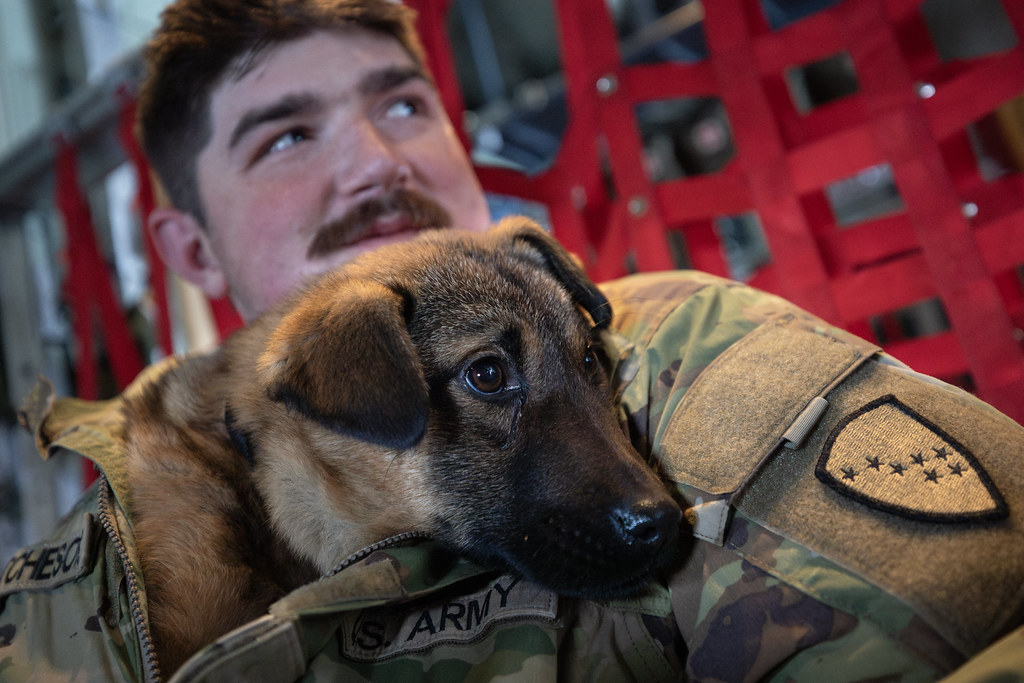 Amerikan Askerinin Kucağında Ürkek Yavru Köpek ve Dostluk Anı
