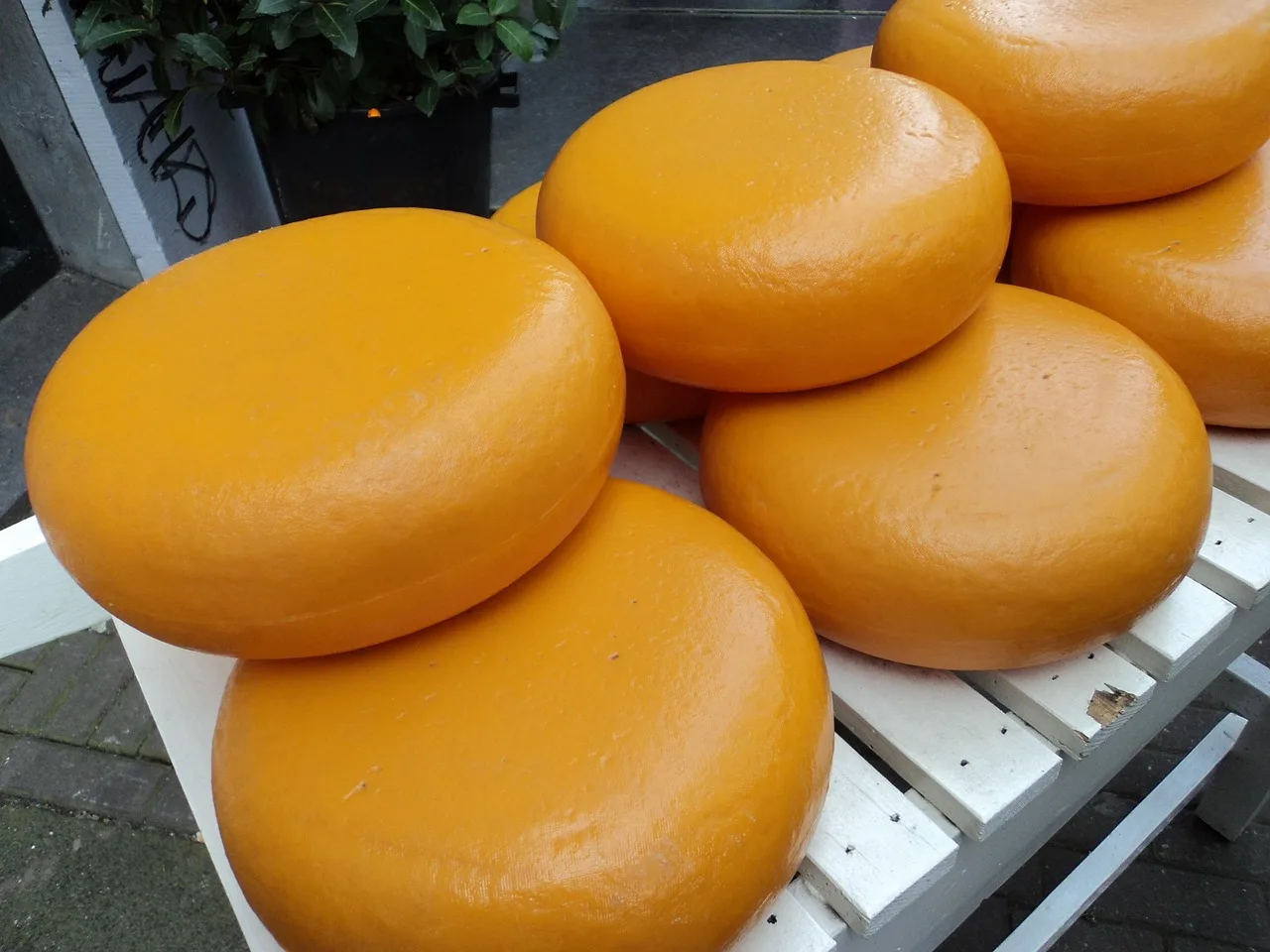 Amsterdam peynir tekerleği - olgunlaşmış cheddar