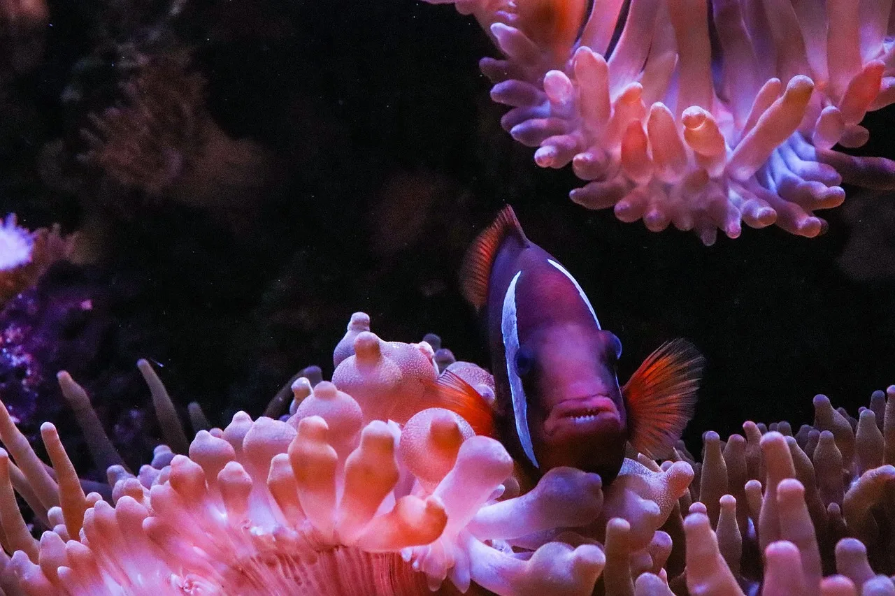 Anemonlu tropikal balıklar - mercan resifi fotoğrafı