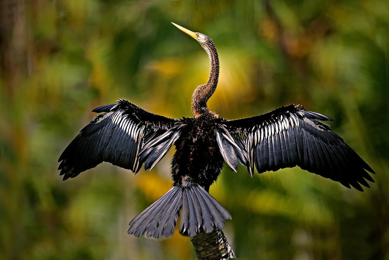Anhinga kuşu kanatlarıyla gökyüzünde süzülüş