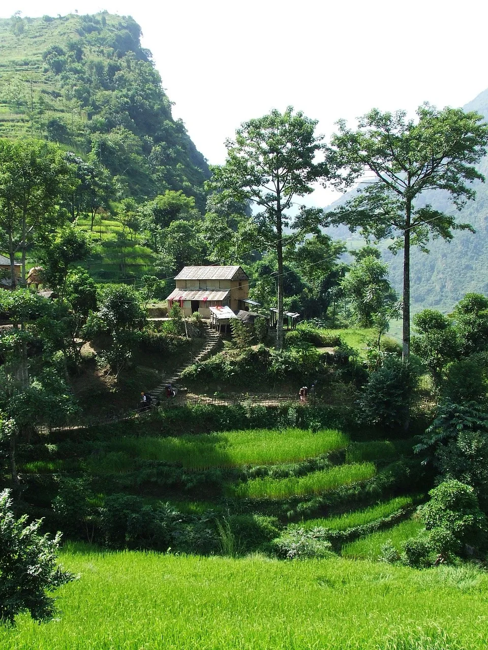 Annapurna dağları eteklerinde yeşil trekking yolu