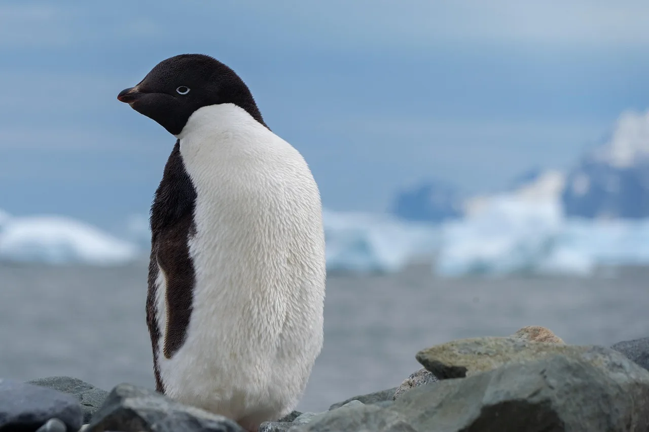 Antarktika'da penguen sürüsü - soğuk vahşi doğa