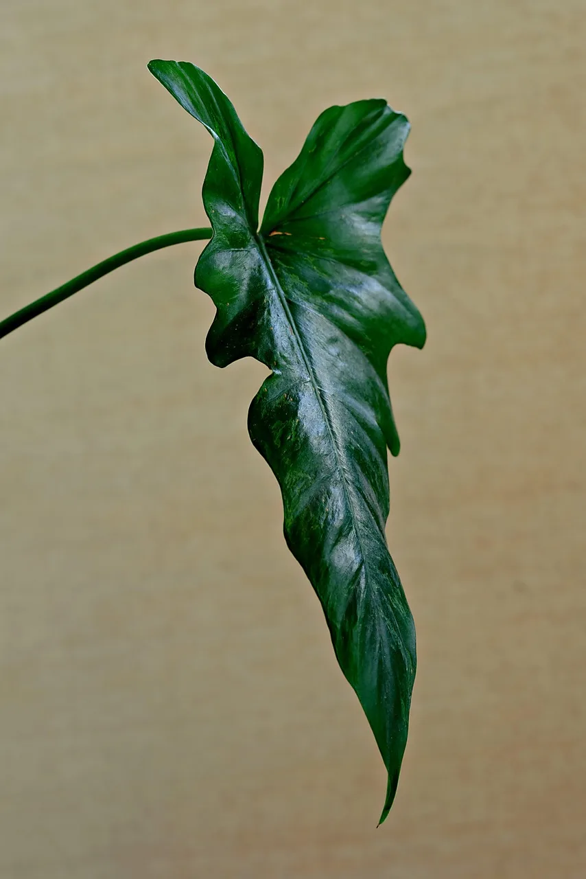 Anthurium yapraklı tropikal bitki fotoğrafı