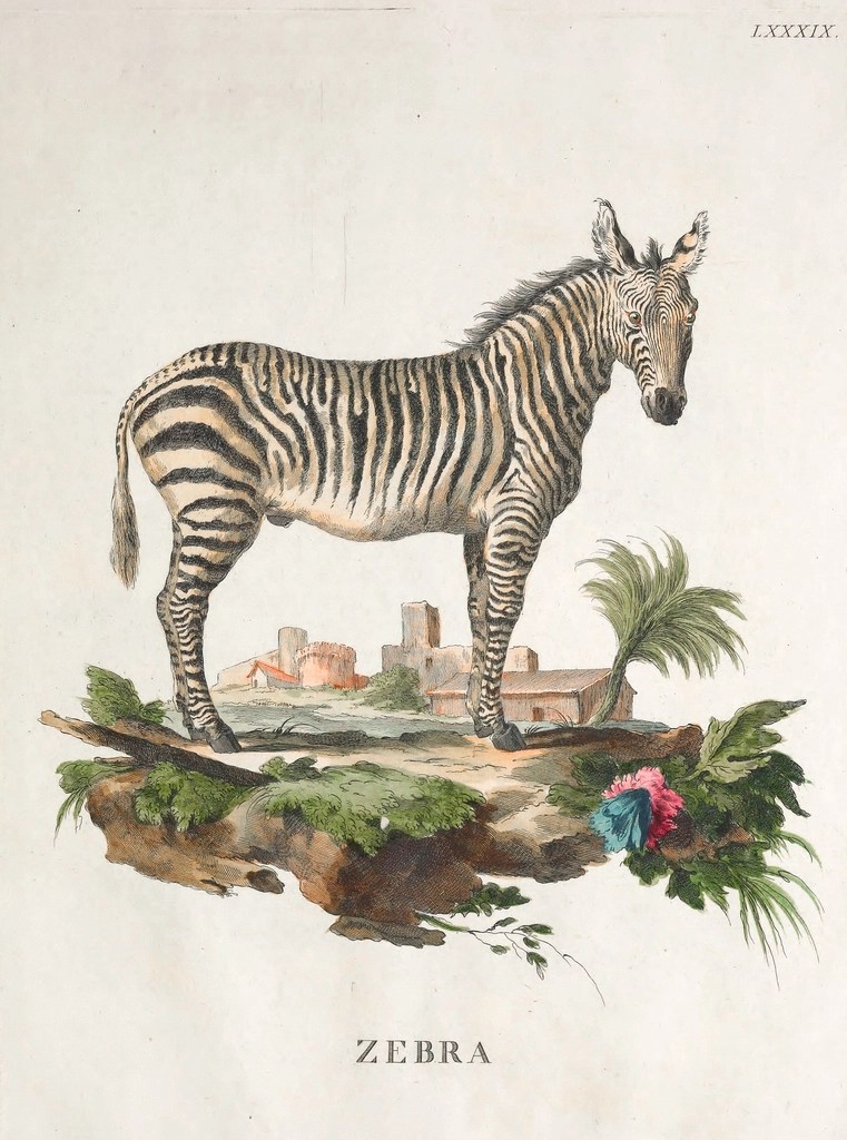 Antik Zebra İllüstrasyonu: Eski Usül Baskıda Egzotik Bitkiler ve Arka Plan Antik Zebra İllüstrasyonu: Eski Usül Baskıda Egzotik Bitkiler ve Arka Plan