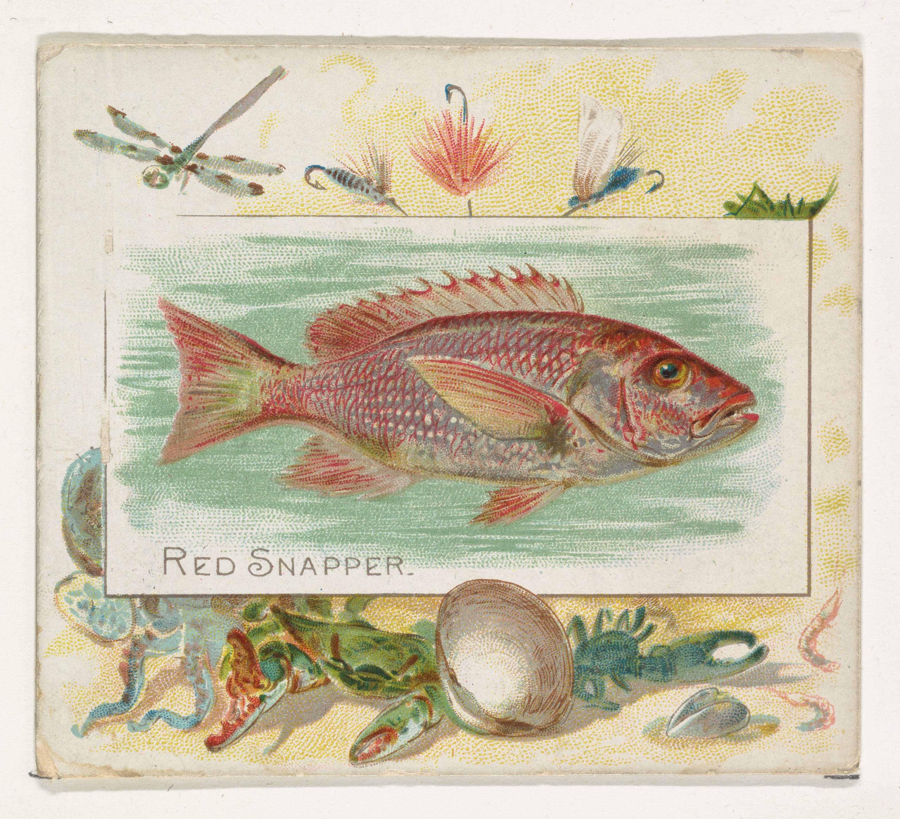 Antika Red Snapper Balığı İllüstrasyonu ve Deniz Canlıları Vintage Kartı