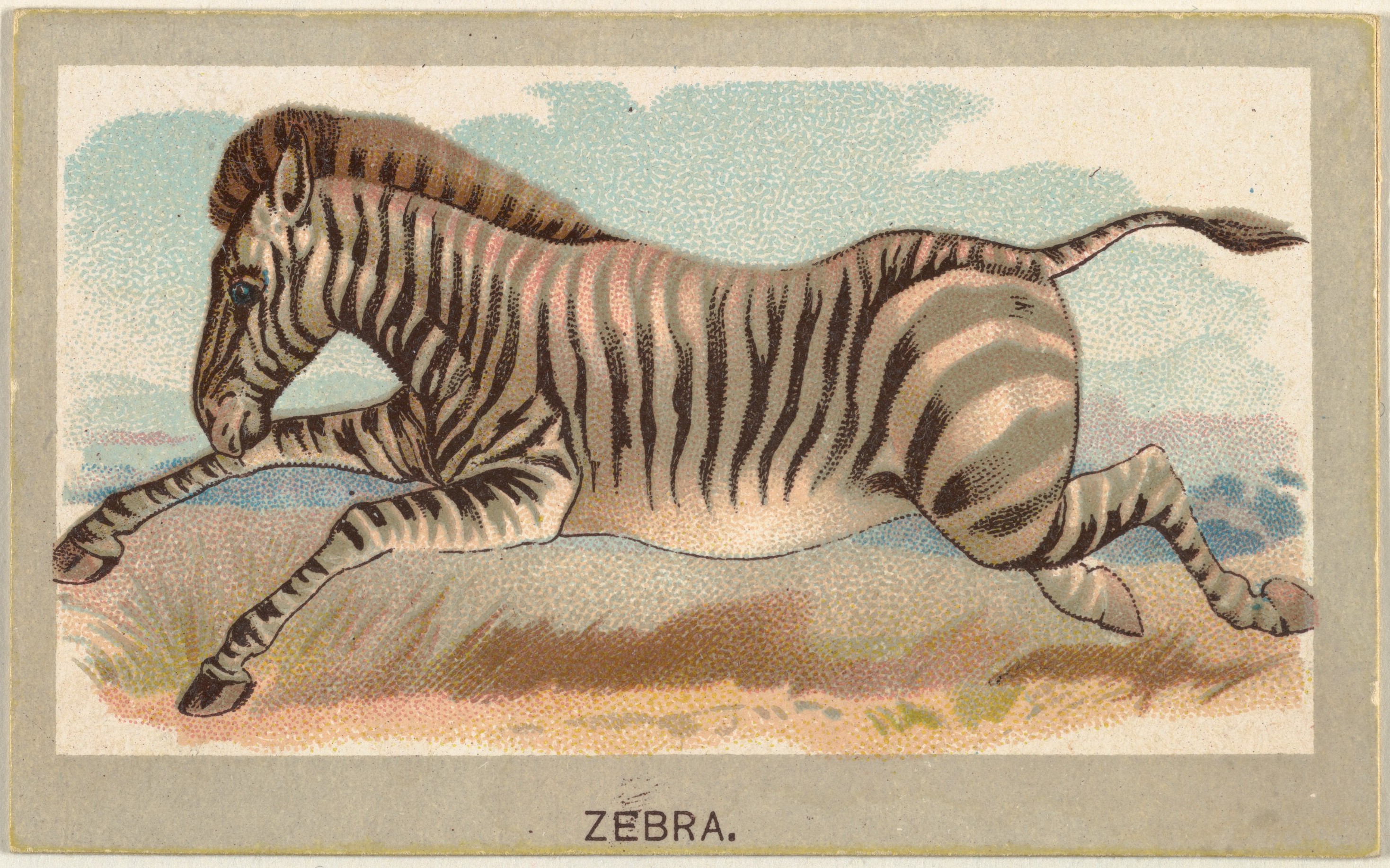 Antika Zebra İllüstrasyonu: Koşan Zebra ve Vahşi Doğa Detaylarıyla Vintage Baskı