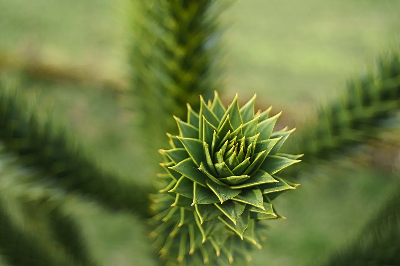 Araukarya Monkey Puzzle çamı detaylı makro fotoğrafı