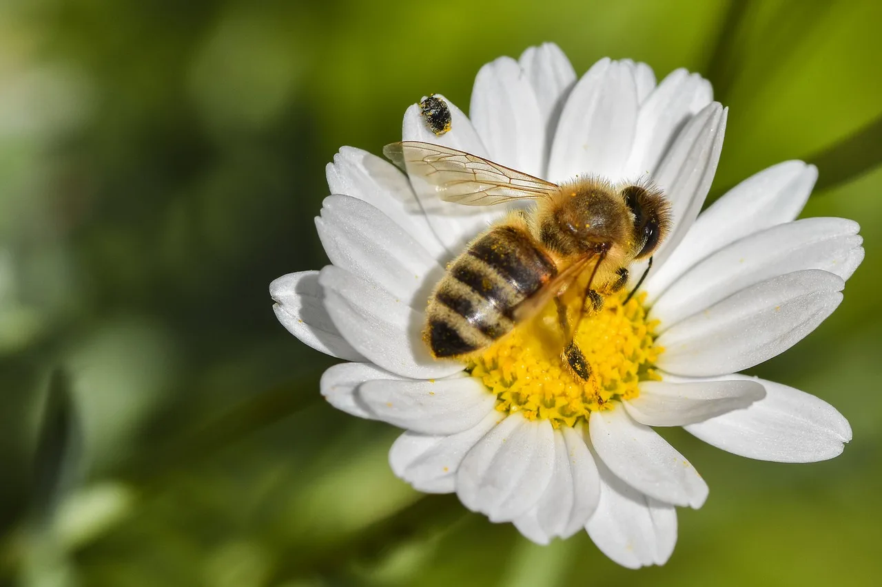 Arı makro fotoğrafı - çiçek üzerindeki tozlaşma