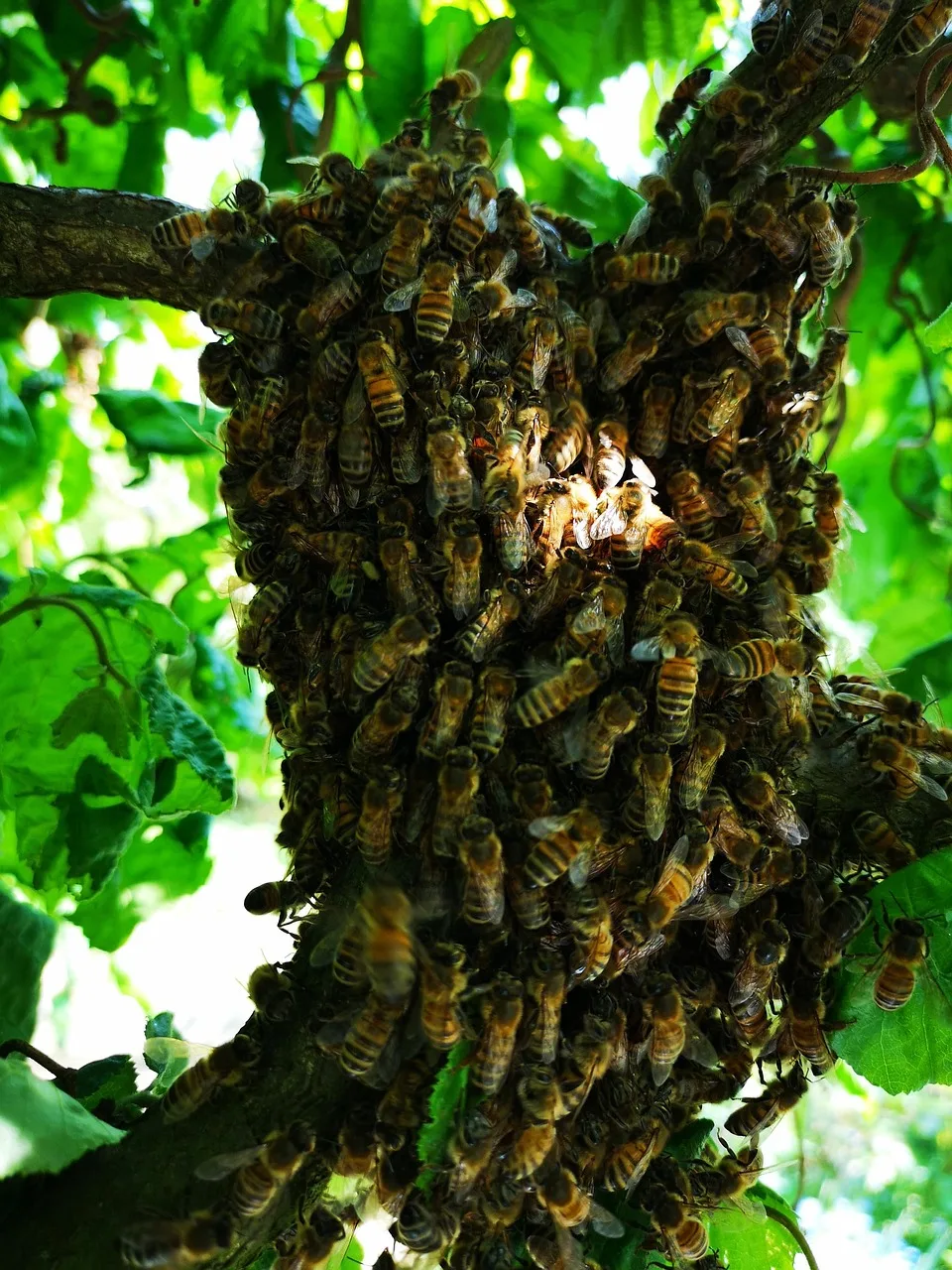 Arı sürüsü çiçekli alanda - doğa fotoğrafı