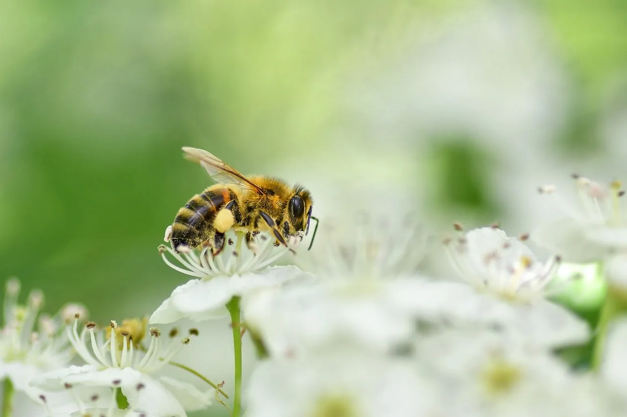 Arı ve çiçek makro fotoğrafı - doğa detay