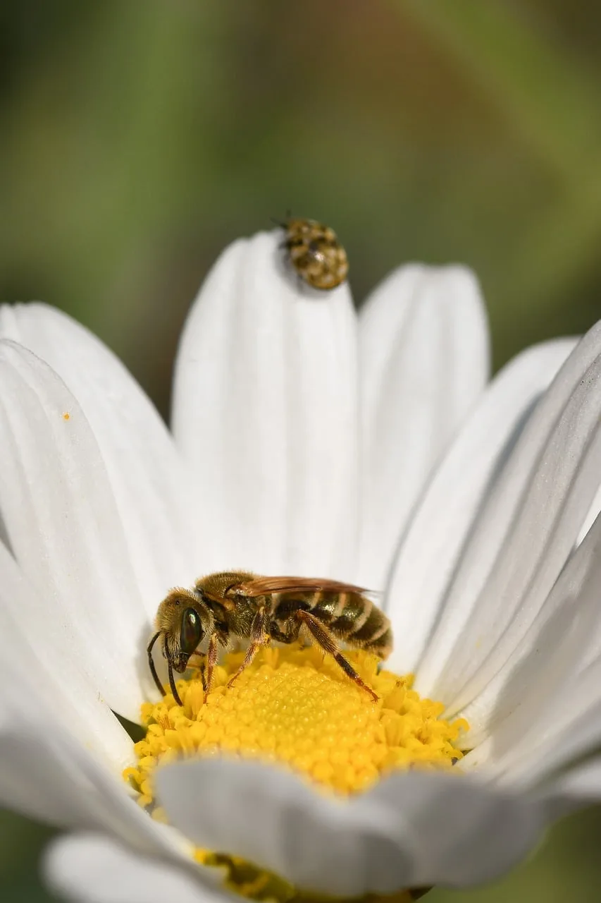 Arı ve papatya çiçeği makro fotoğrafı - doğanın detayları