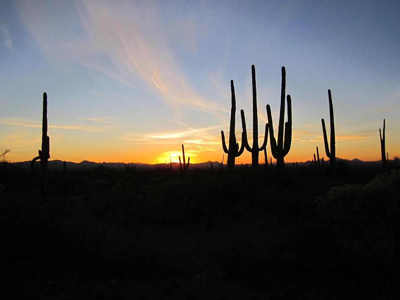 Arizona günbatımı kaktüs manzarası - çöl fotoğrafı