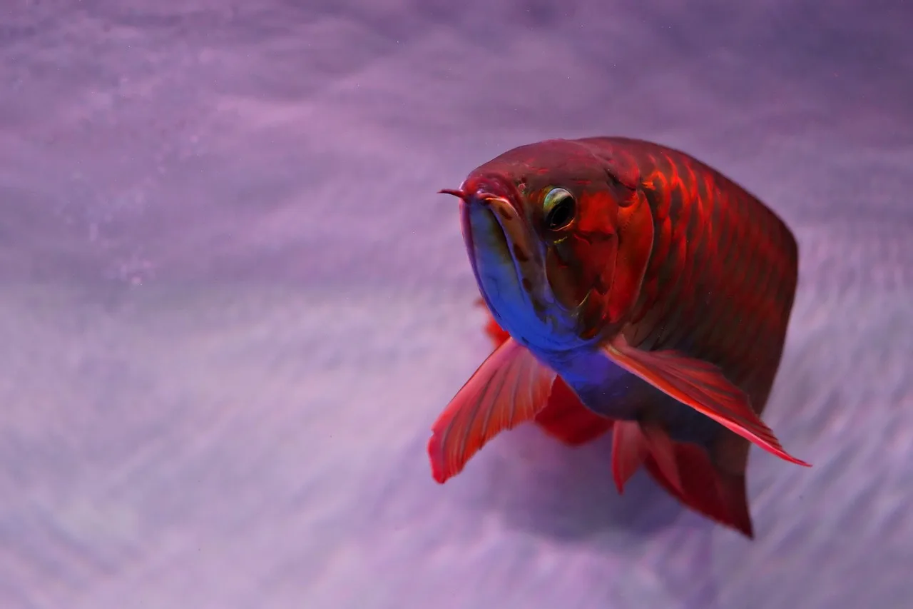 Arowana balığı sualtı manzarası - renkli tropik hayvan