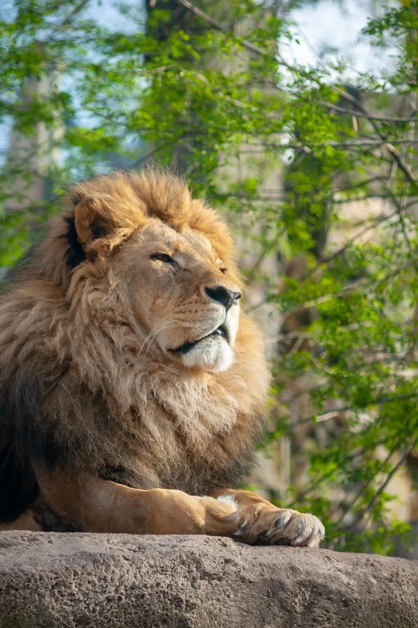 Aslan bakışı doğal hayvanat bahçesi fotoğrafı