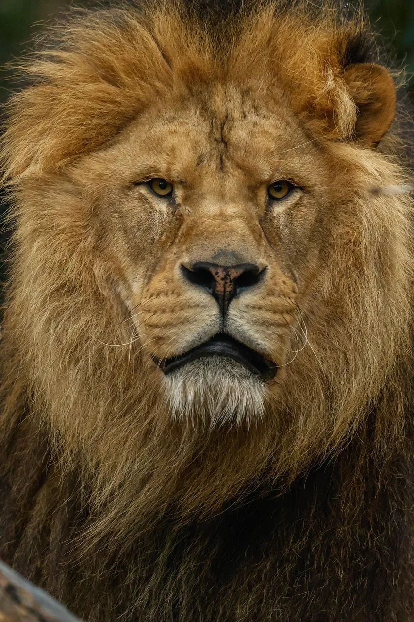 Aslan doğa içinde avcı - vahşi hayvan fotoğrafı
