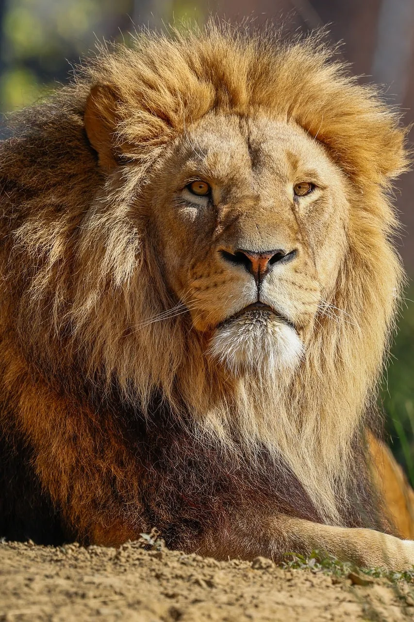 Aslan doğal ortamda avcı özelliğiyle poz verir