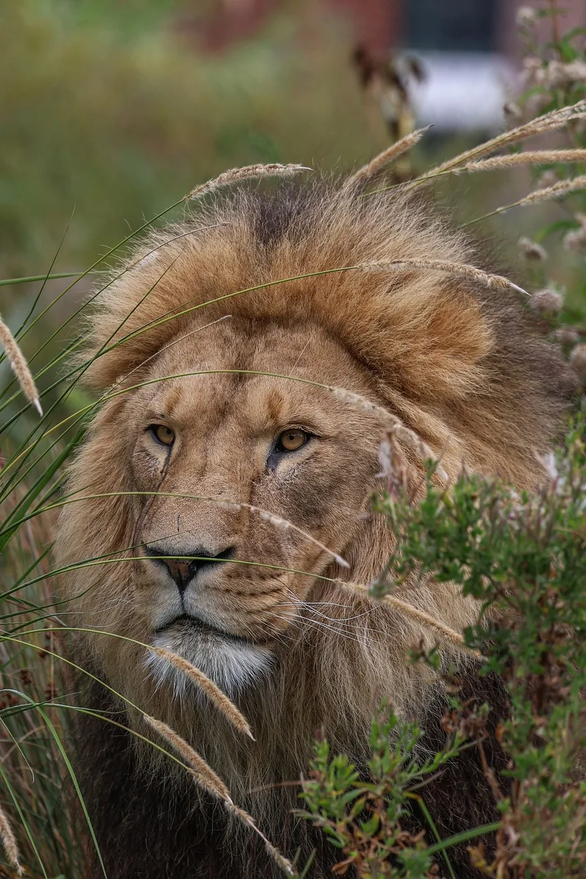Aslan hayvanı portresi - vahşi doğa fotoğrafı